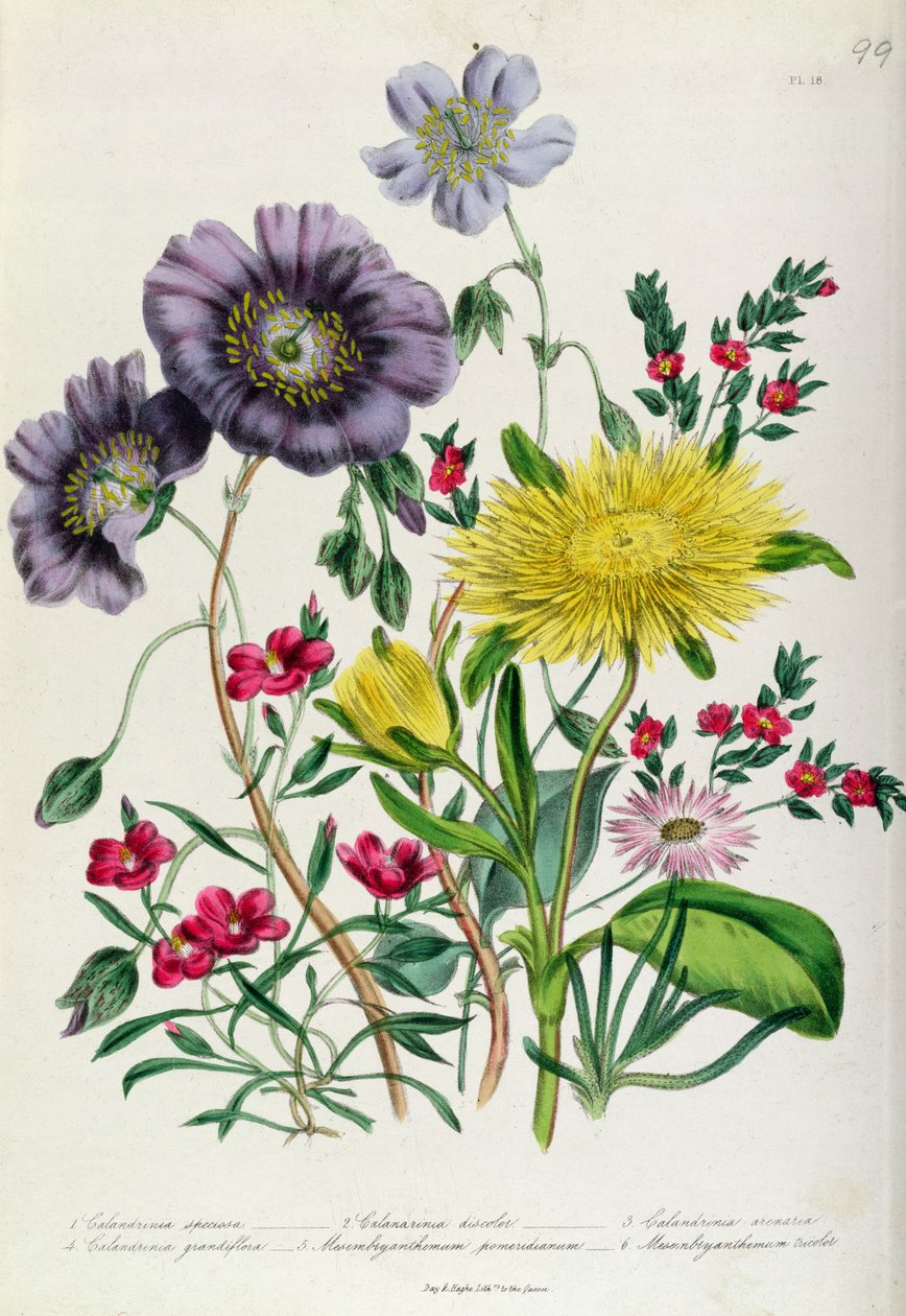 Calandrinia, lámina 18 de 