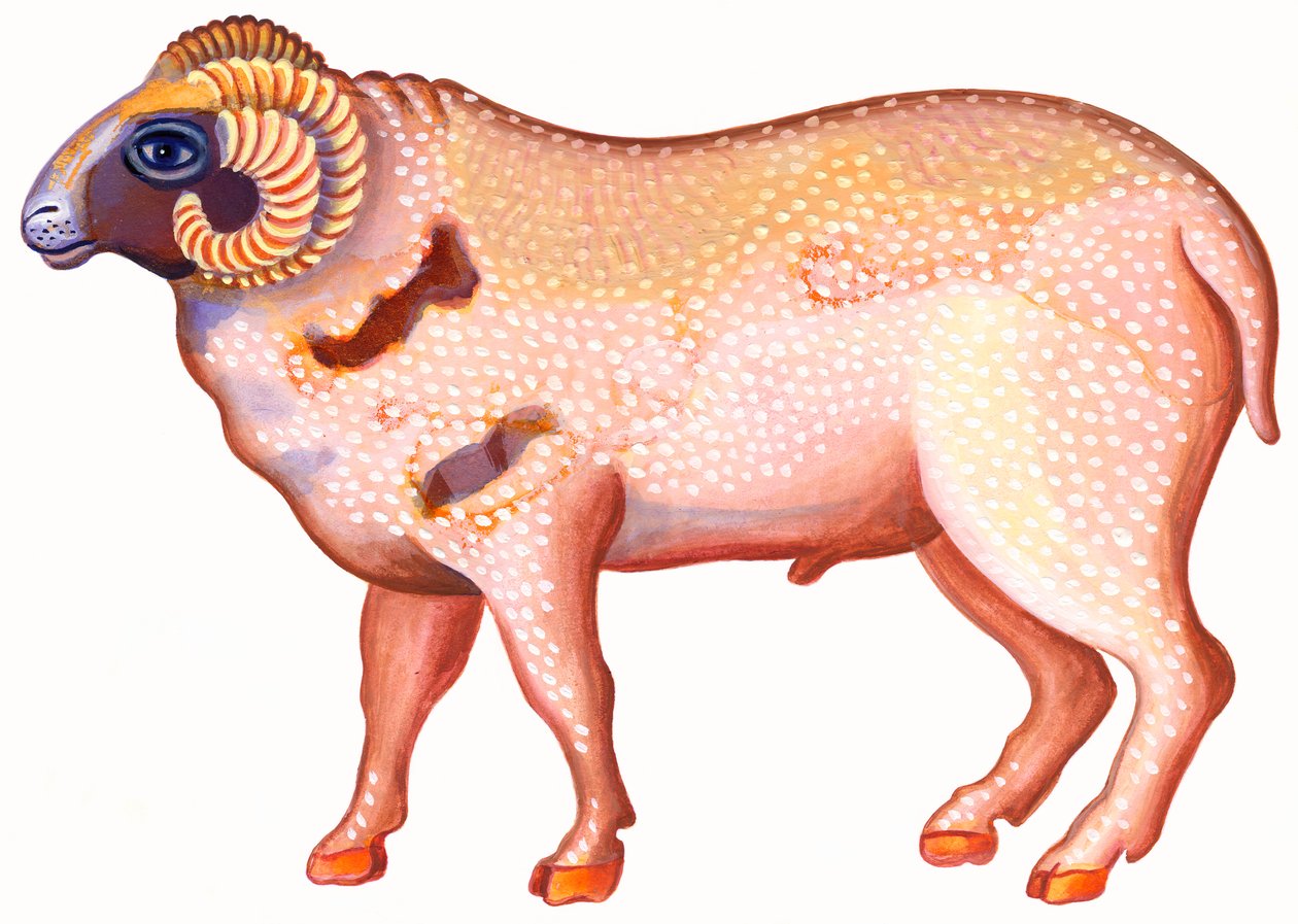 Aries el Carnero de Jane Tattersfield