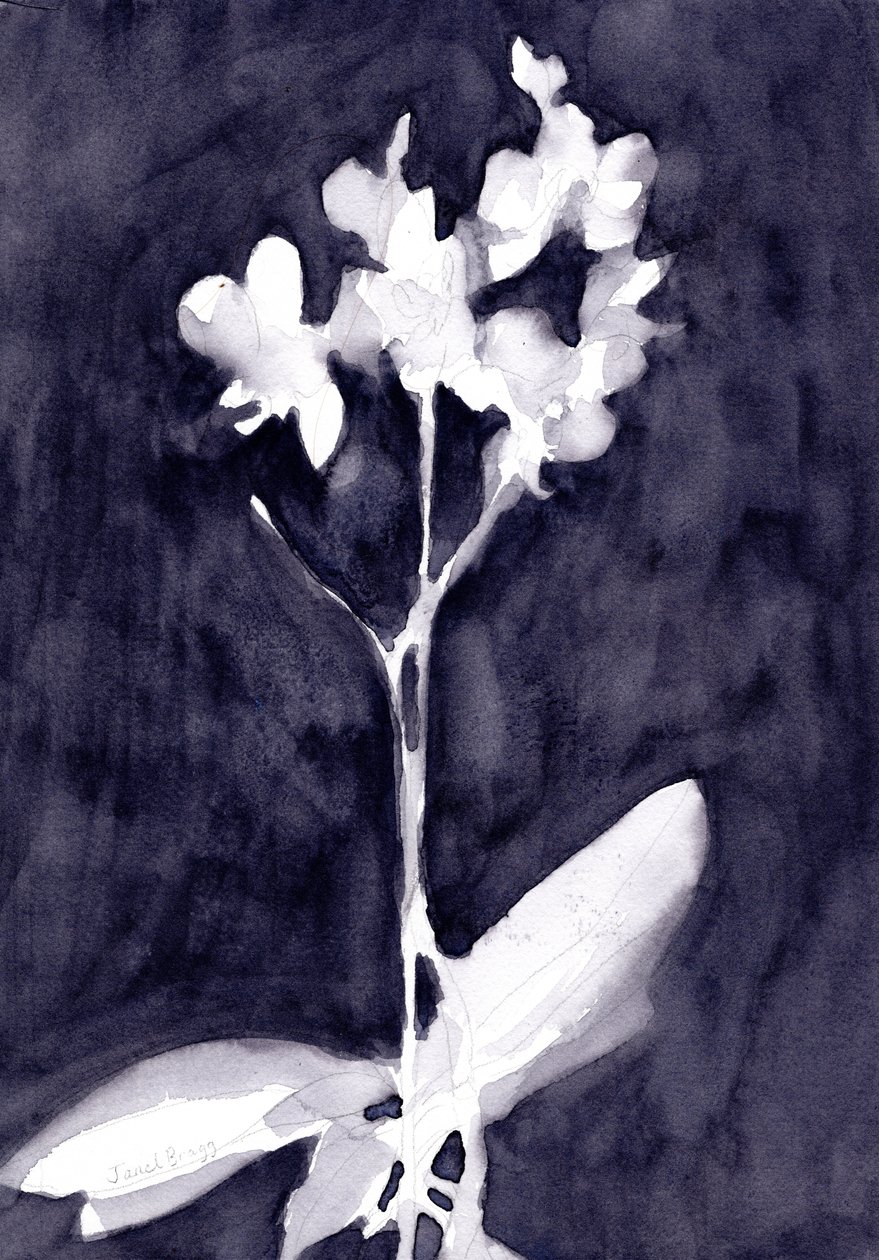 Impresión de orquídea en gris azul oscuro, c. 2019 (acuarela sobre papel) de Janel Bragg
