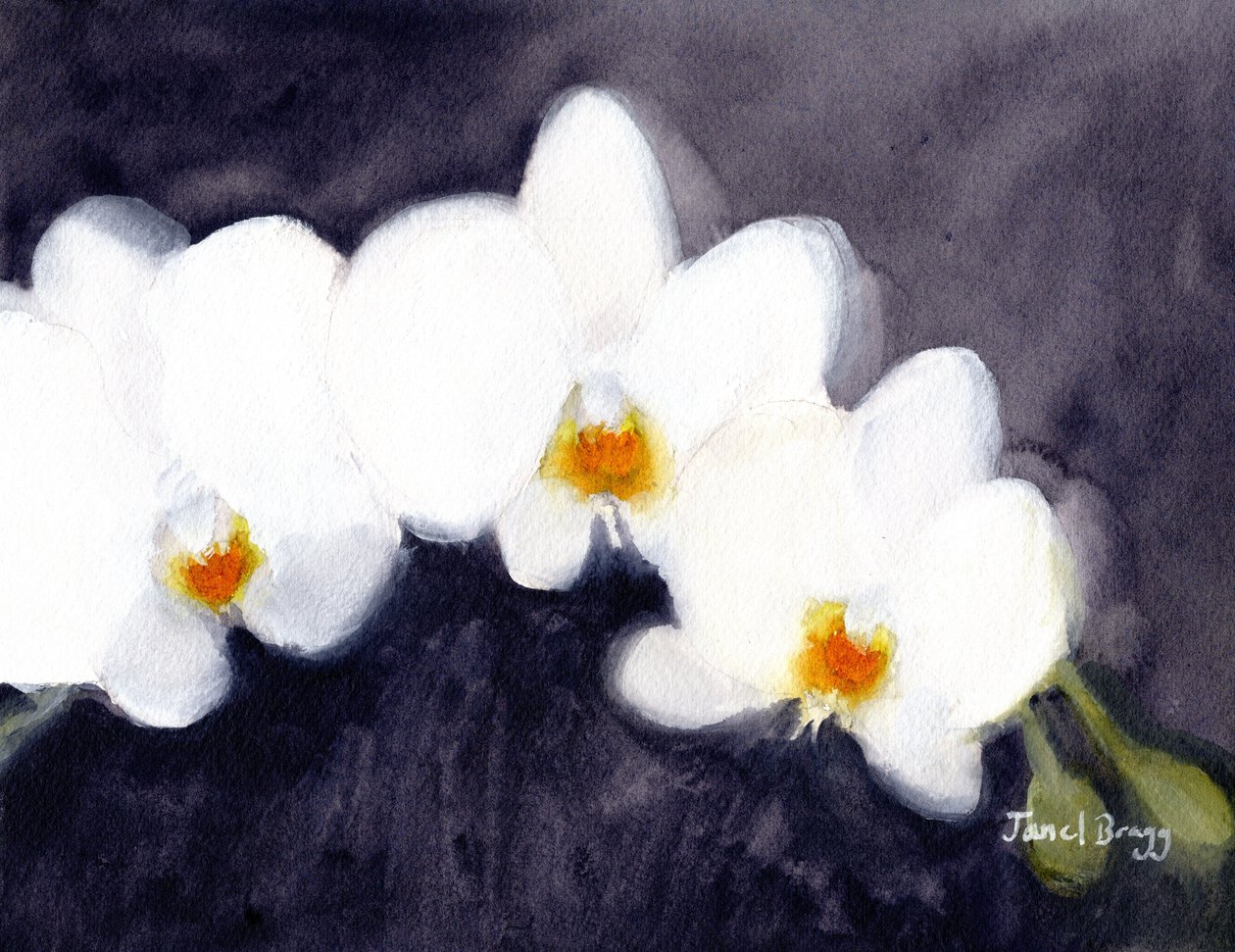 Orquídea Phalaenopsis blanca, c.2021 (acuarela y caseína sobre papel) de Janel Bragg