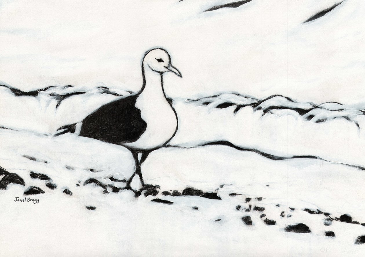 Gaviota de Washington Park, c.2017 (carboncillo y gesso sobre papel) de Janel Bragg