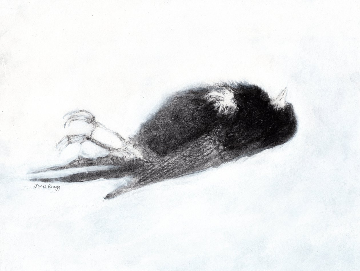 Vulnerabilidad y muerte en invierno (Pájaro muerto junto a mi escalera II, c.2019) carboncillo y gesso sobre papel) de Janel Bragg