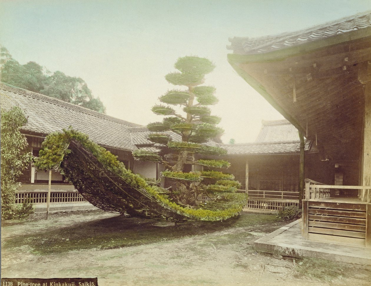 Pino en Kinkaku-ji, Kioto, c.1905 de Japanese Photographer