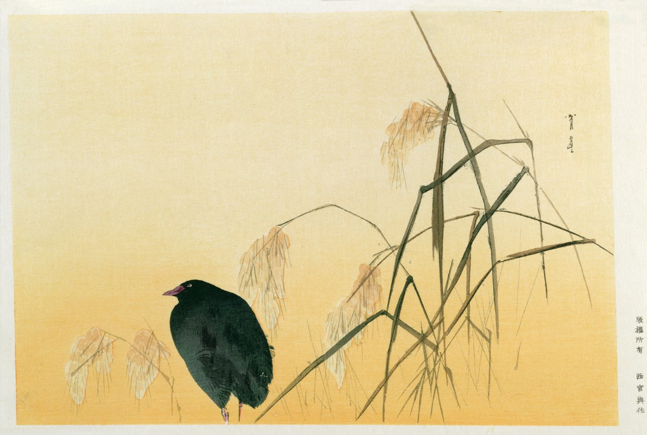 Mirlo, Período Edo de Japanese School
