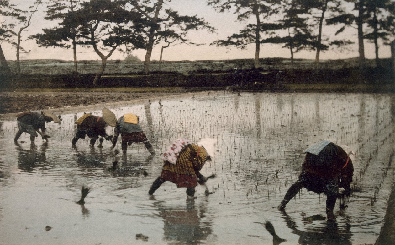 Cinco campesinos replantando arroz en un campo de arroz, 1890s de Japanese Photographer