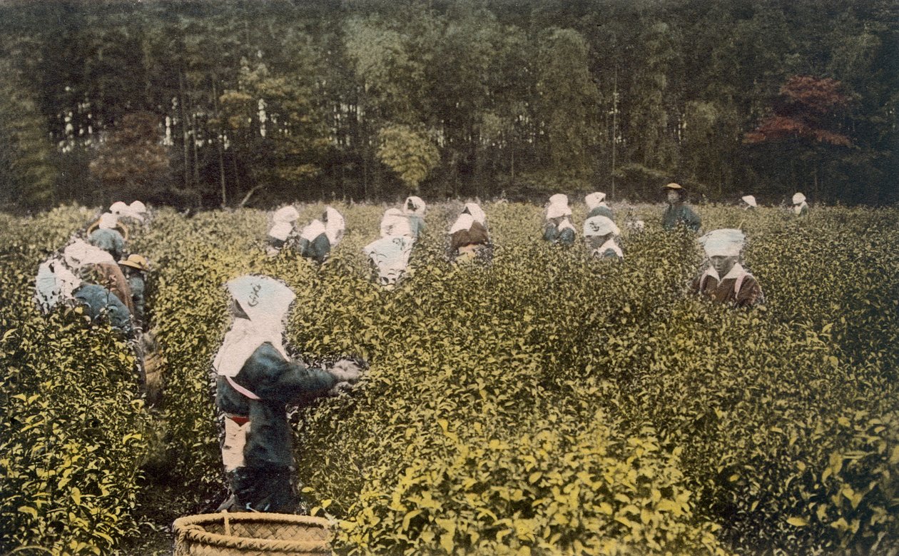 Mujeres recogiendo té, con supervisor masculino de Japanese Photographer