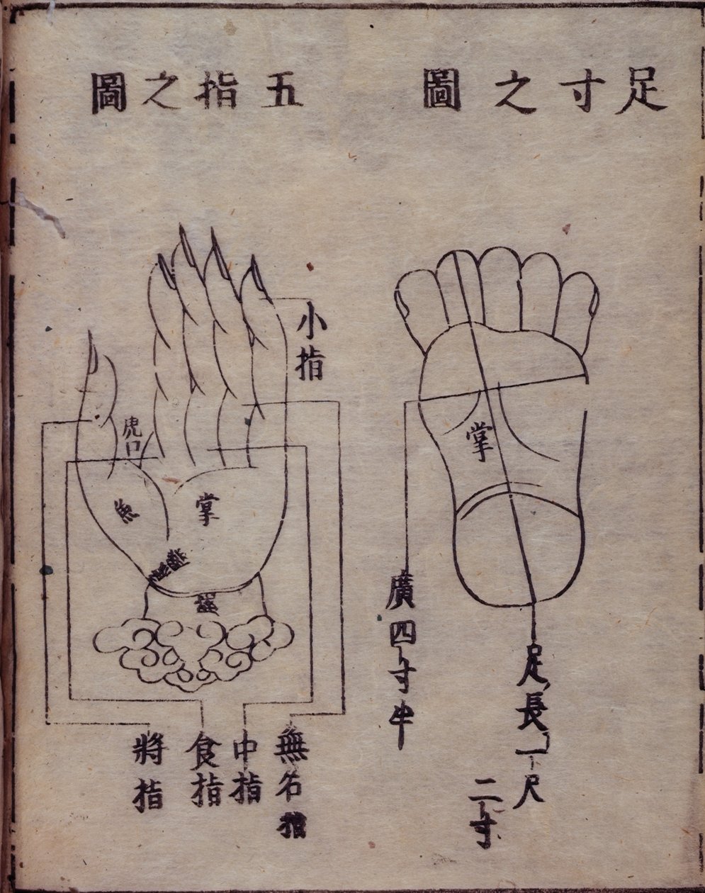 16029.b.5 fol.15v Diagrama que muestra los puntos de acupuntura en manos y pies, de un comentario japonés de una obra china sobre acupuntura, el Shisijing fahui de 1341 de Hua Shou, Kioto de Japanese School