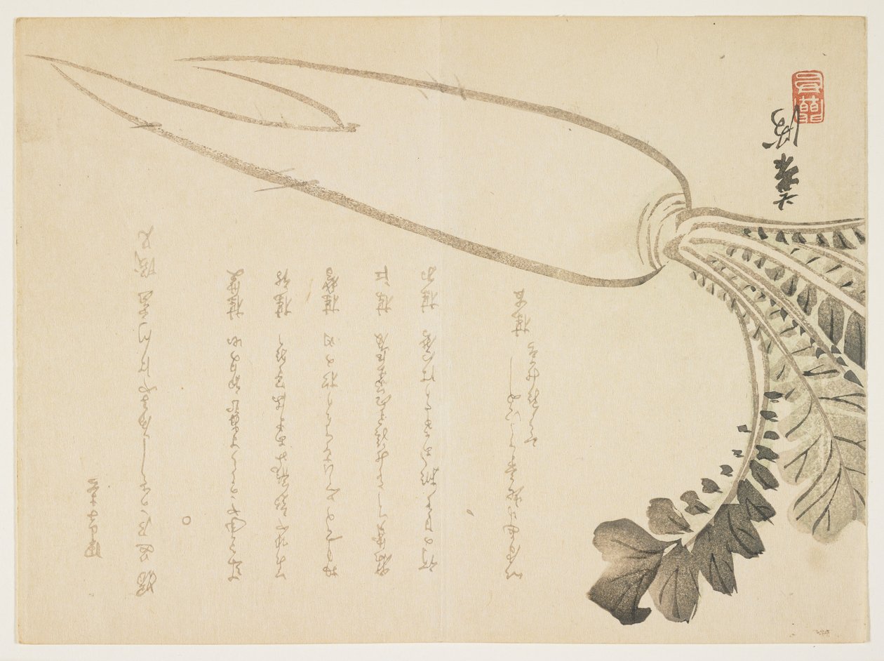 Rábano Daikon de Japanese School