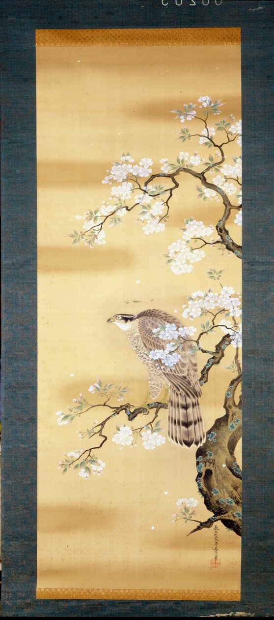 Halcón en una rama de cerezo japonés florecido. Pintura en seda del siglo XVIII de Japón. Génova. Museo Chiossone. de Japanese School