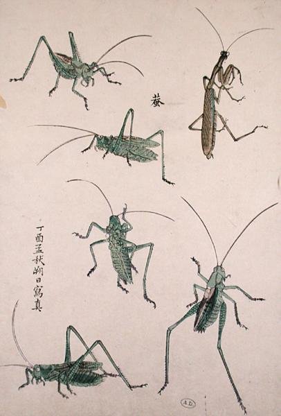 Saltamontes de Japanese School