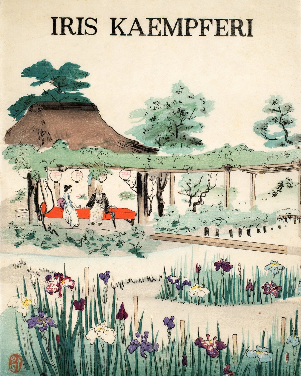 Iris Kaempferi - Portada, 1890 de Japanese School