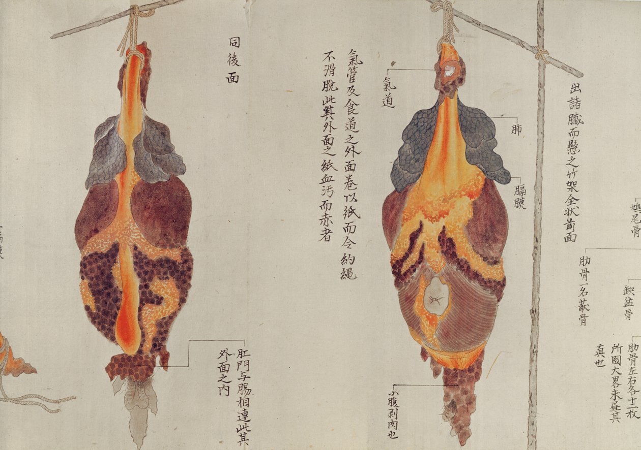 Los pulmones de la disección de una víctima de tortura de 1796, de un makimono de un médico Midori, 1842 de Japanese School