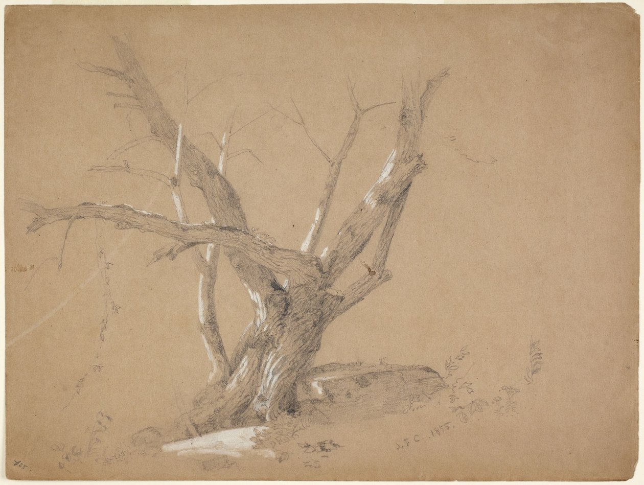 Estudio de un árbol de Jasper Francis Cropsey
