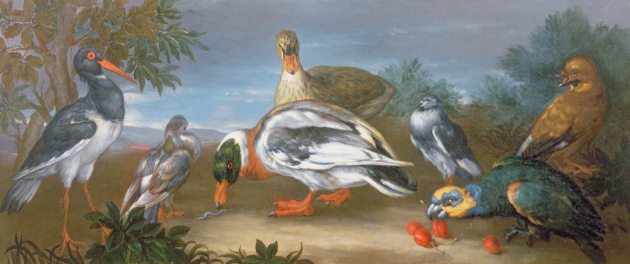 Un paisaje con loros, patos y palomas de Jean Baptiste Monnoyer