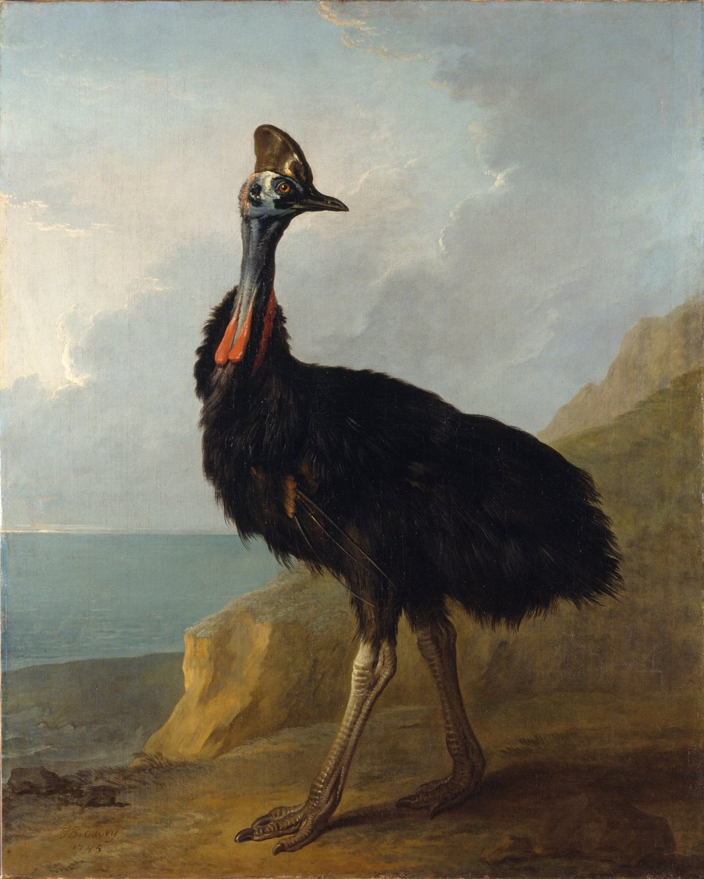 Casuario de Jean Baptiste Oudry