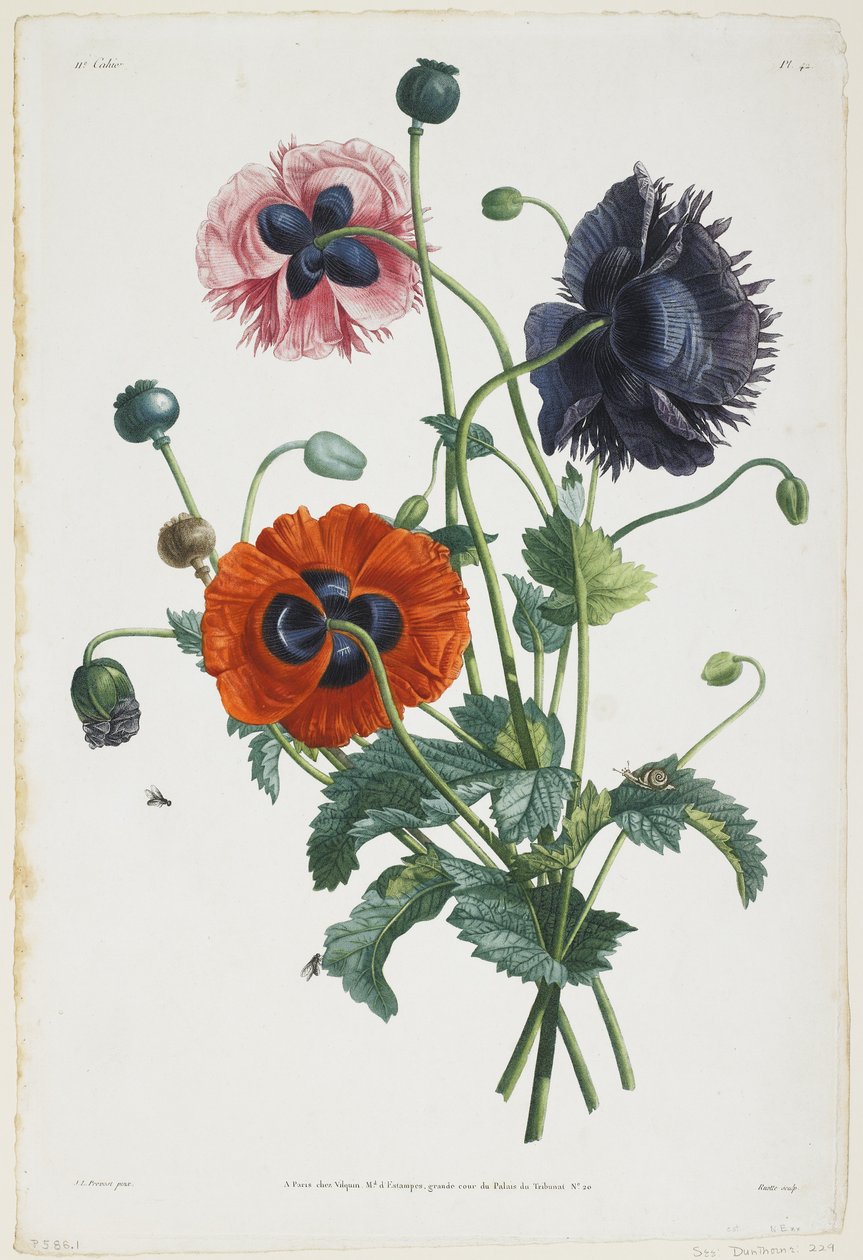Estudio de Tres Tipos de Amapolas, 1805 de Jean Louis Prevost