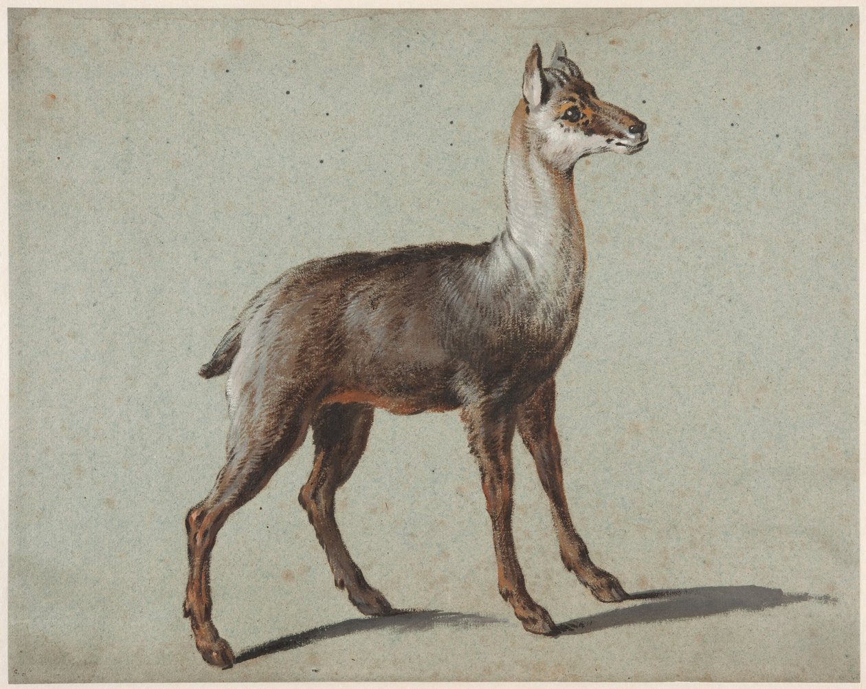 Gamuza de Jean-Baptiste Oudry