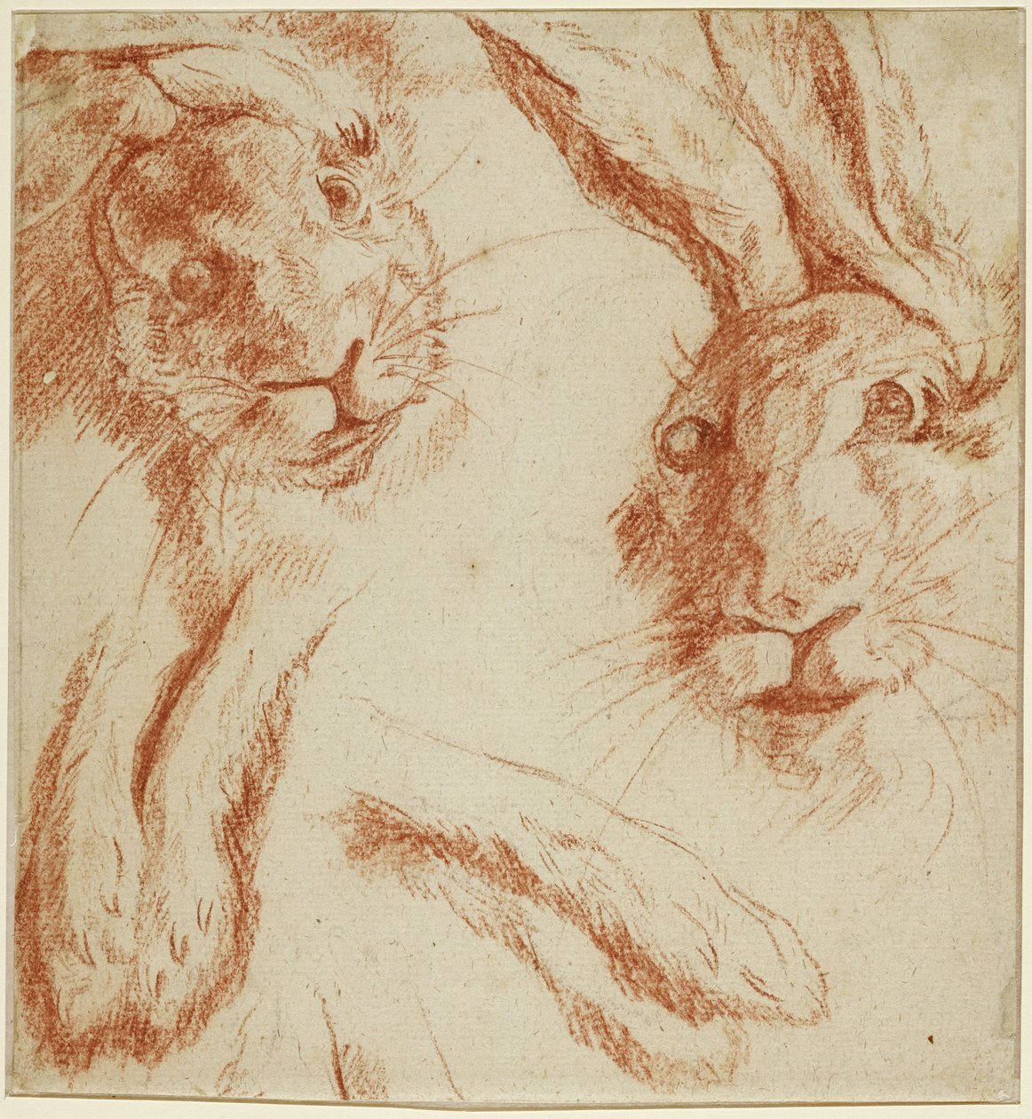 Hasenstudien: zwei Köpfe und zwei Paar Pfoten de Jean-Baptiste Oudry