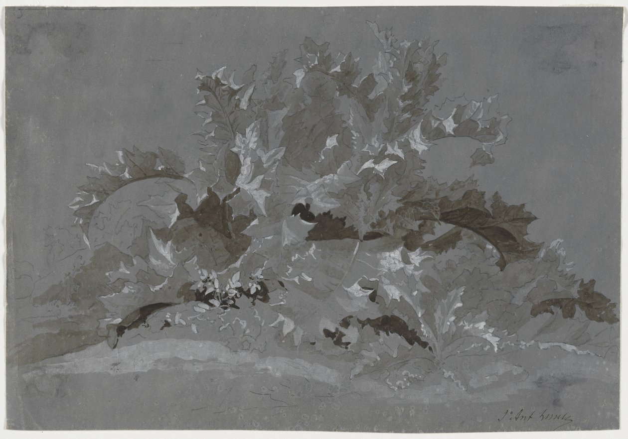Study of Weeds de Jean Antoine Linck