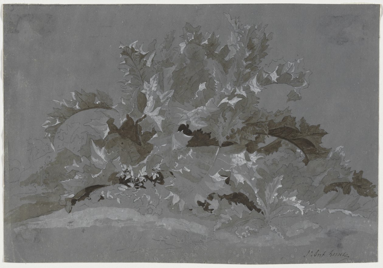 Estudio de malezas, 1800-1850 de Jean Antoine Linck