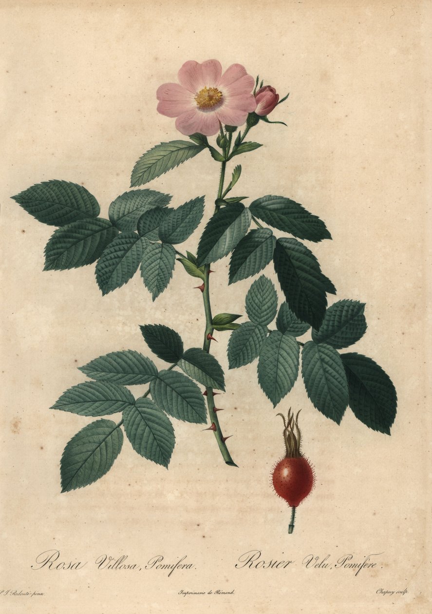 Rosa manzana rosa, Rosa villosa de Jean Baptiste Chapuy