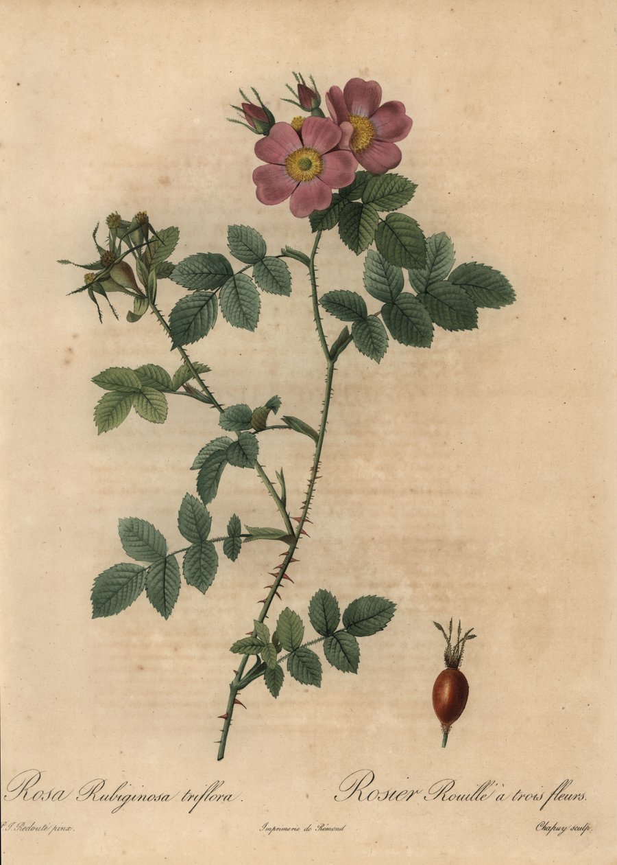 Rosa mosqueta rosa, Rosa rubiginosa de Jean Baptiste Chapuy