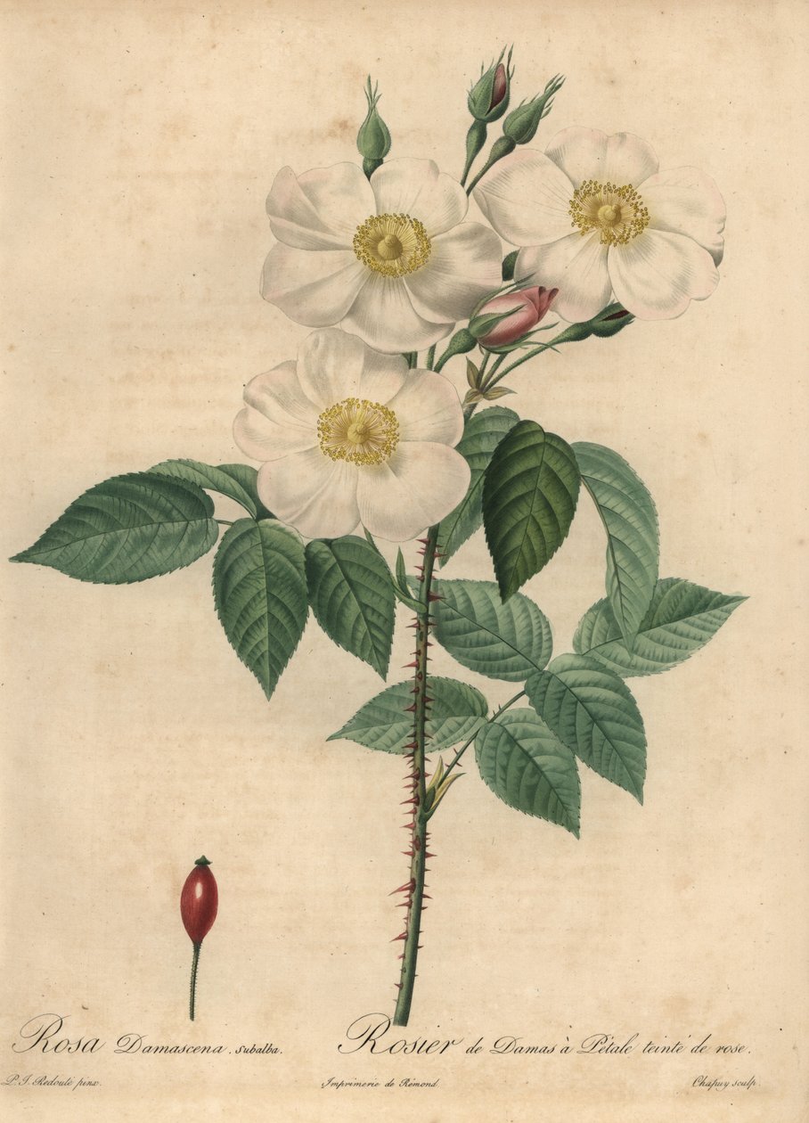 Rosa damascena blanca, Rosa x damascena de Jean Baptiste Chapuy