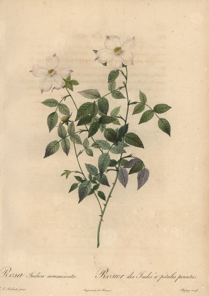 Rosa de China blanca y rosa, Rosa chinensis de Jean Baptiste Chapuy