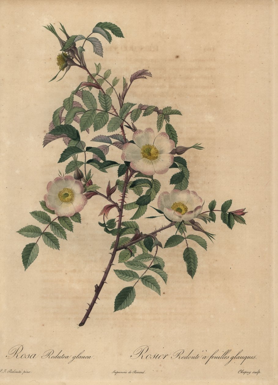 Rosa blanca y rosa, Rosa redutea glauca de Jean Baptiste Chapuy