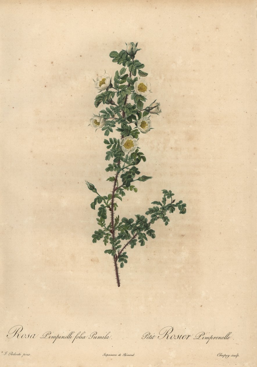 Rosa burnet blanca, Rosa pimpinellifolia Pumila de Jean Baptiste Chapuy