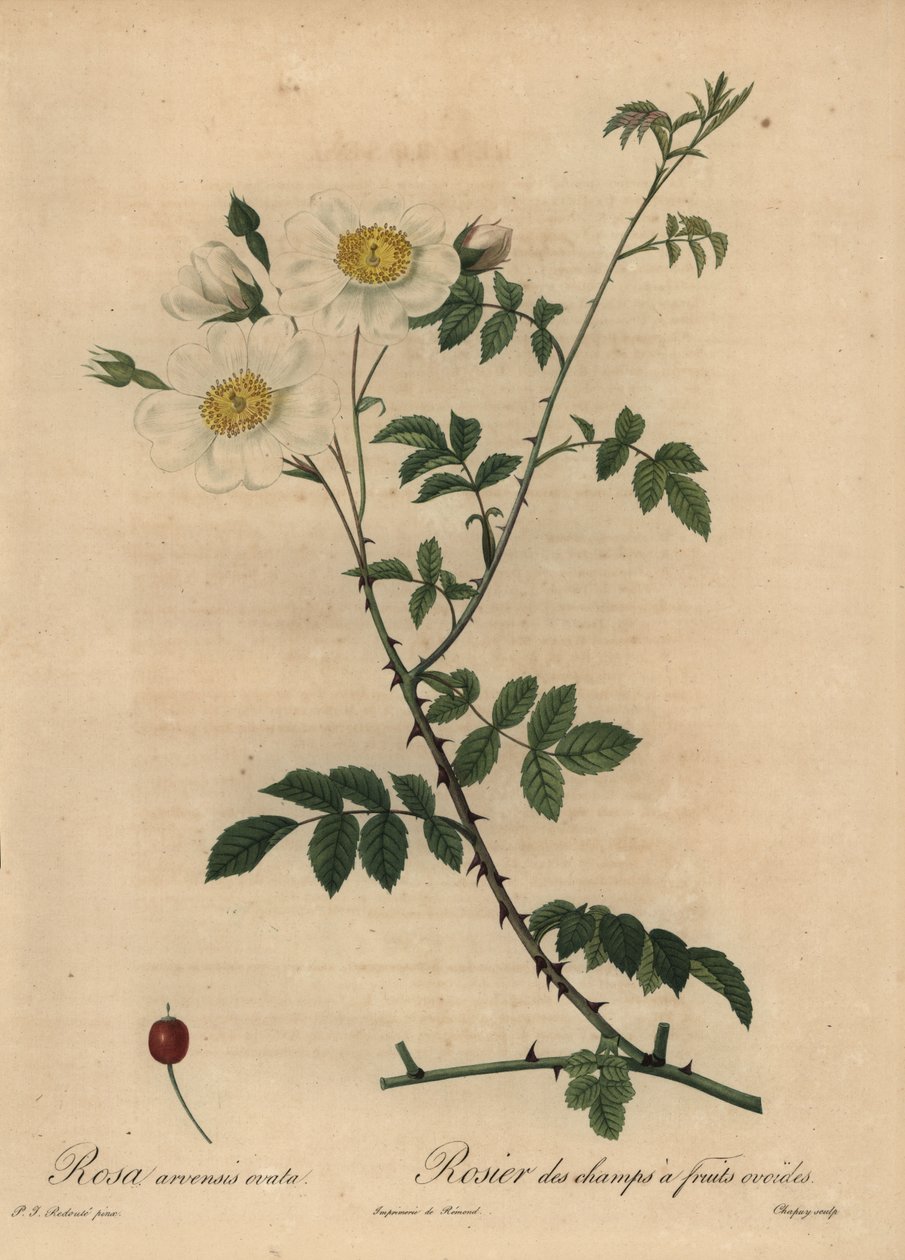 Rosa de campo blanca, Rosa arvensis de Jean Baptiste Chapuy