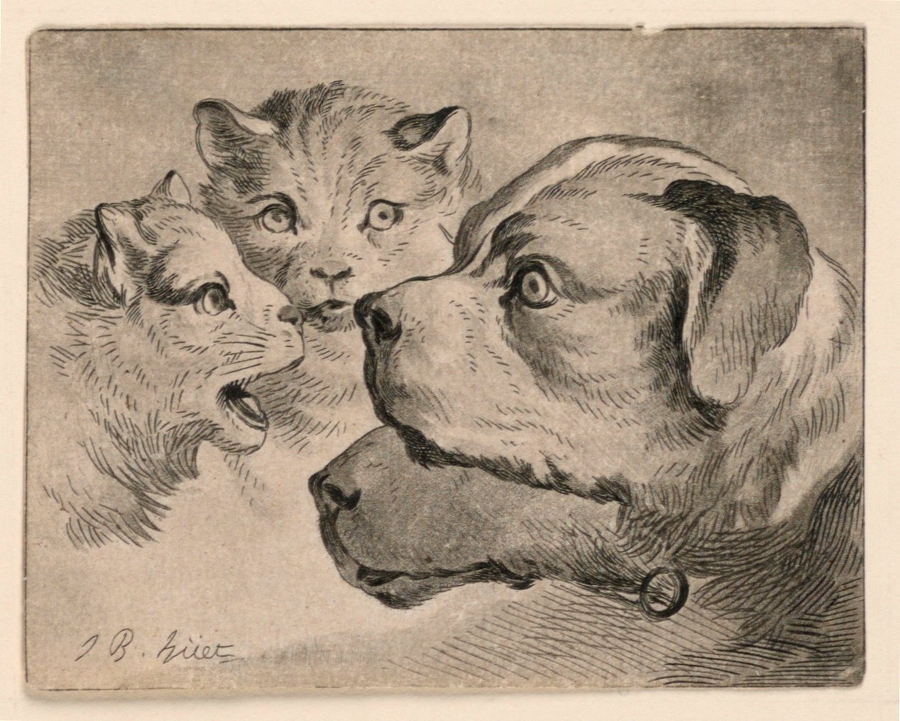 Cabezas de gatos y perros de Jean Baptiste Huet
