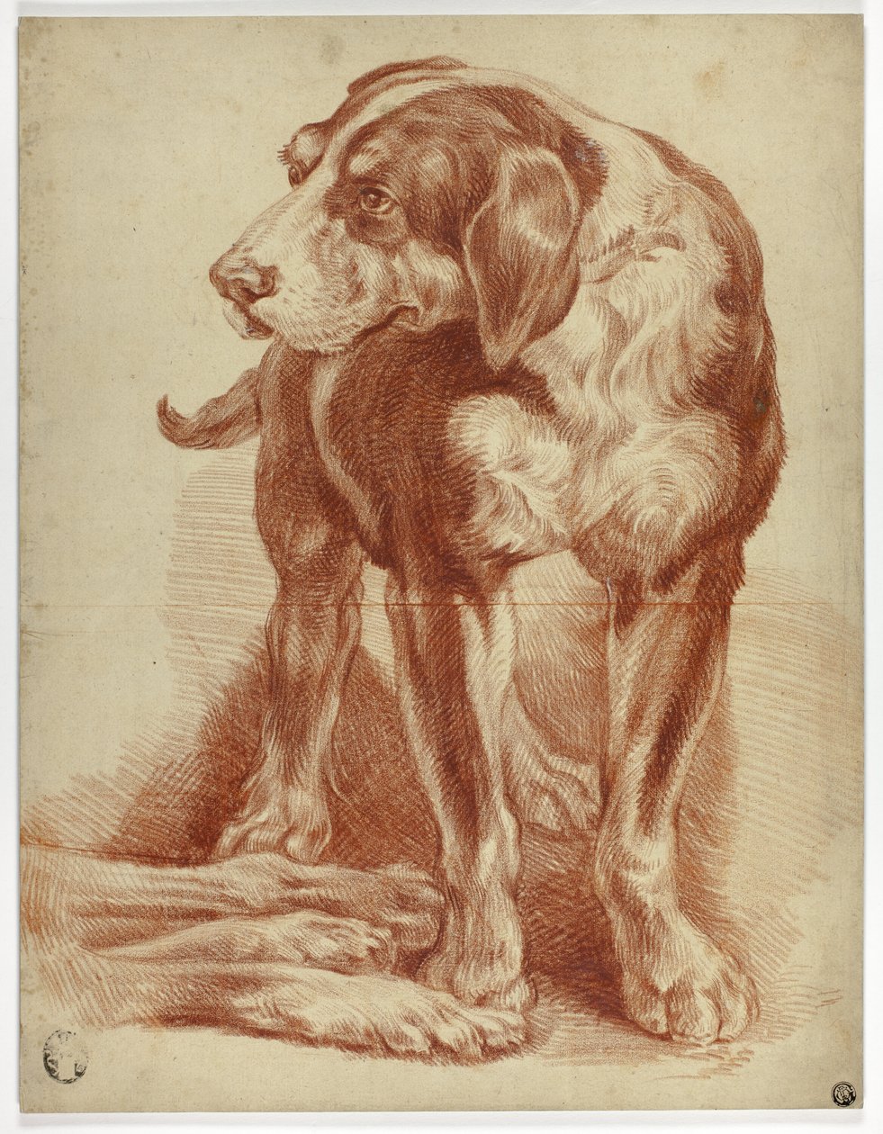Sabueso de pie de Jean Baptiste Huet