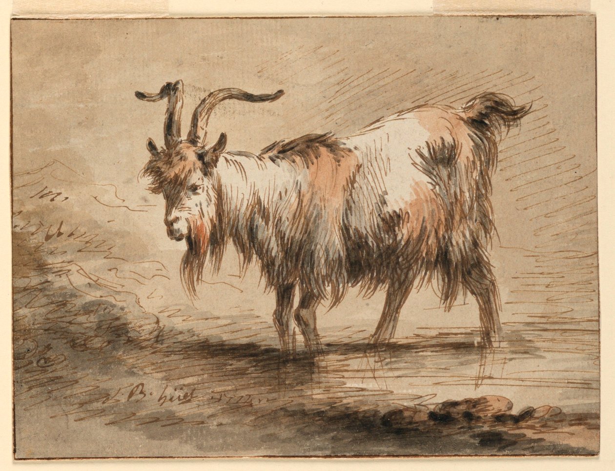 Dibujo, Estudio de una cabra, 1772 de Jean Baptiste Huet