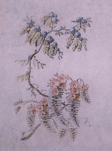 Estudio decorativo de flores y bayas de Jean Baptiste Pillement
