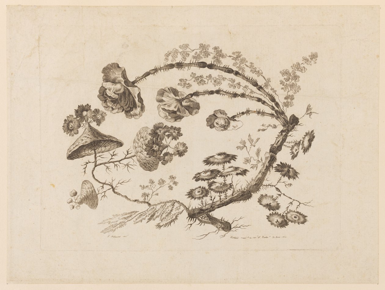 Ramas Florales, de "Recueil de Differentes Fleurs de Fantaisie Dans le Goût Chinois" de Jean Baptiste Pillement