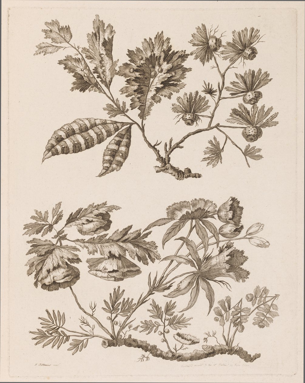 Ramas florales, de "Recueil de Differentes Fleurs de Fantaisie Dans le Goût Chinois" de Jean Baptiste Pillement