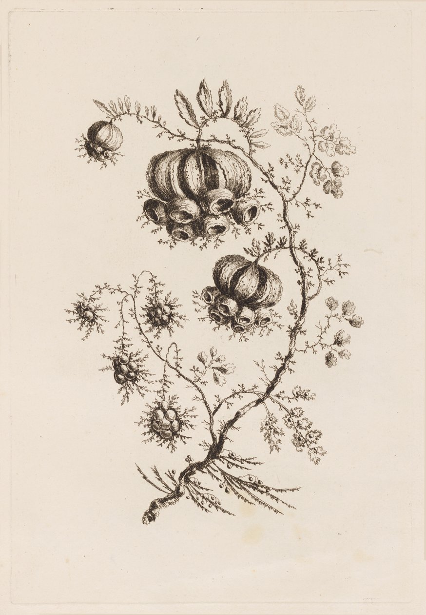 Rama de Flor, de "Flores Persas" de Jean Baptiste Pillement