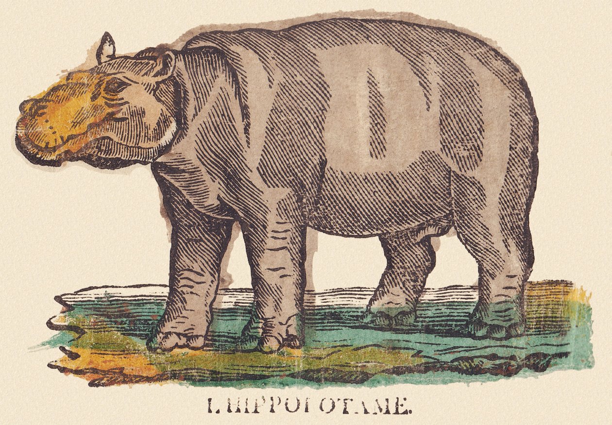 El hipopótamo, c.1840-1852 (litografía) de Jean Baptiste Thiebault