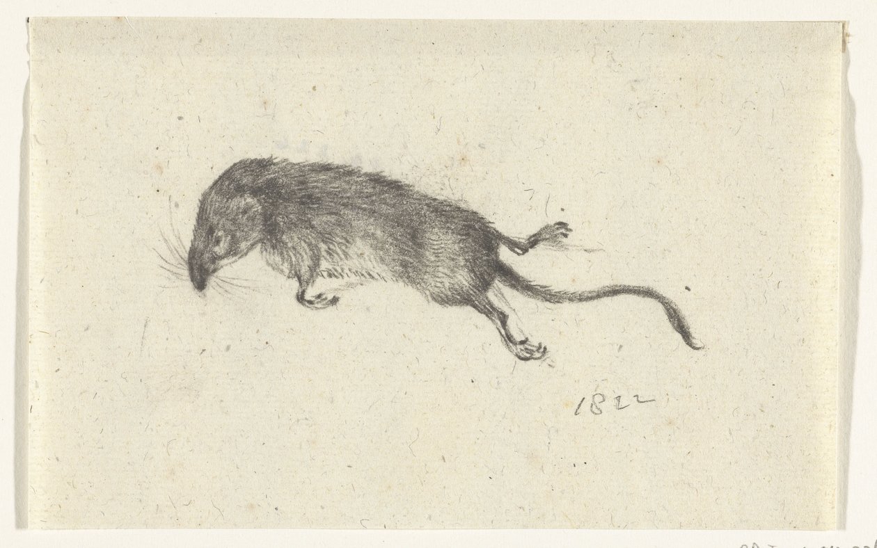 ratón muerto de Jean Bernard