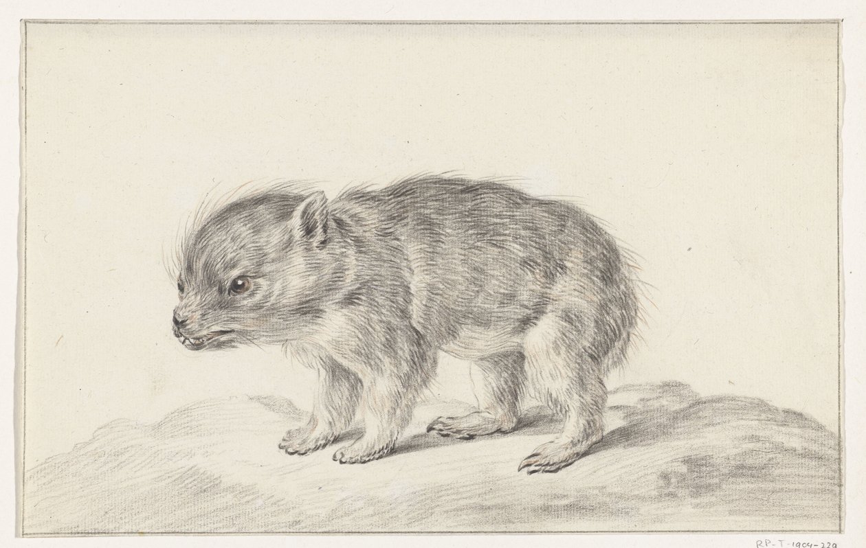 Oso joven (?) de Jean Bernard