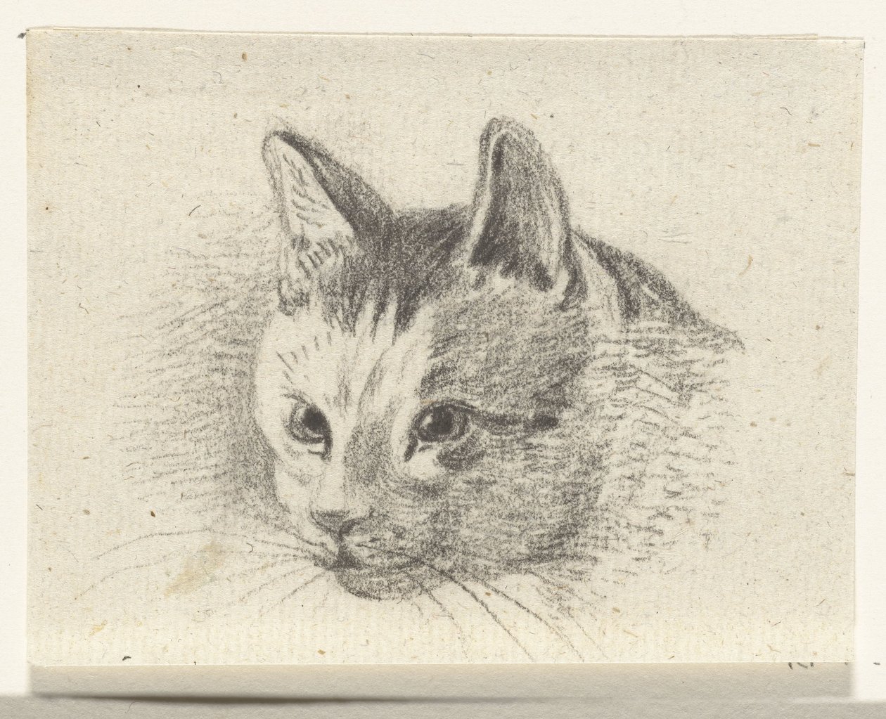 Cabeza de gato de Jean Bernard