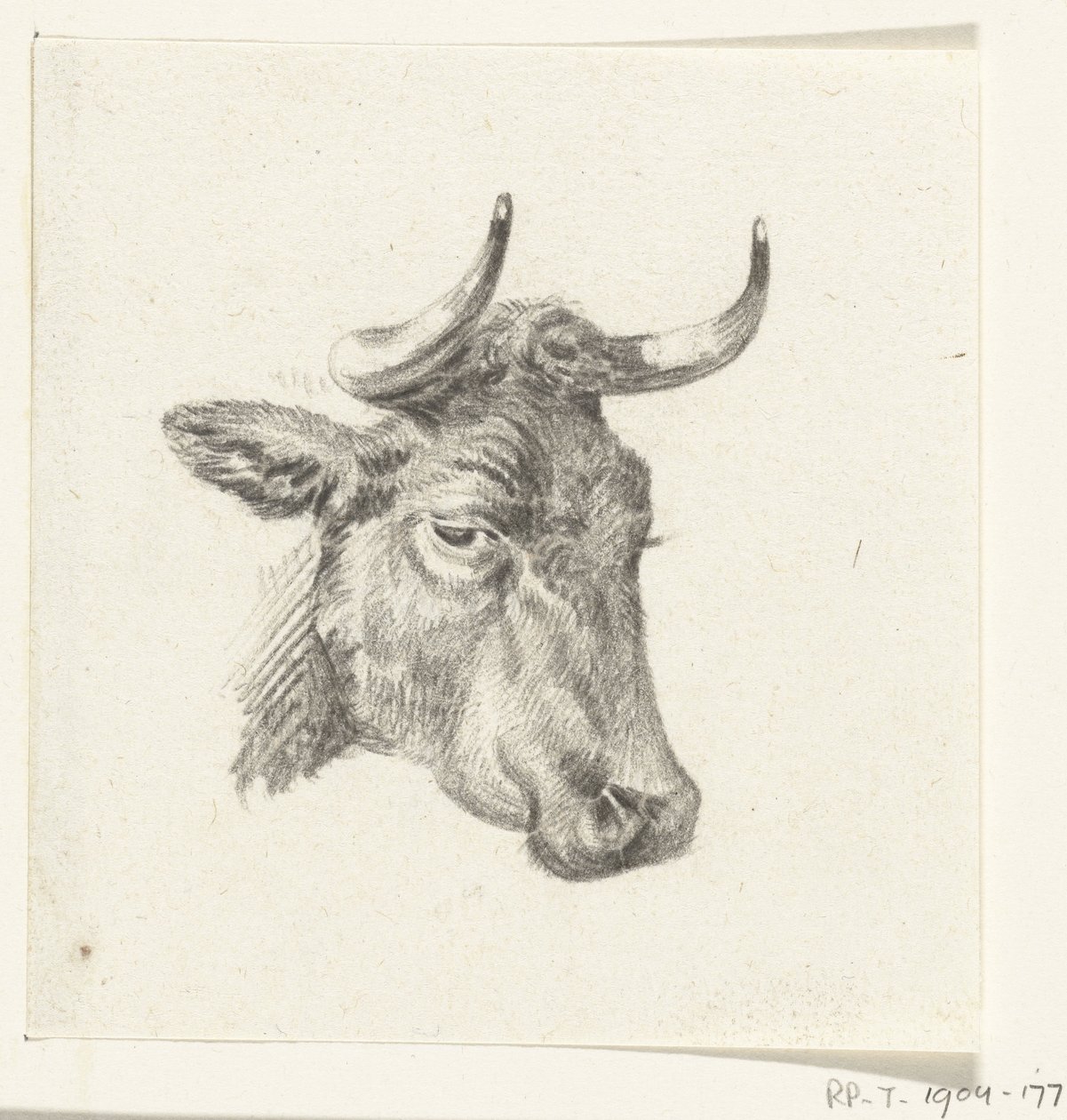 cabeza de vaca de Jean Bernard