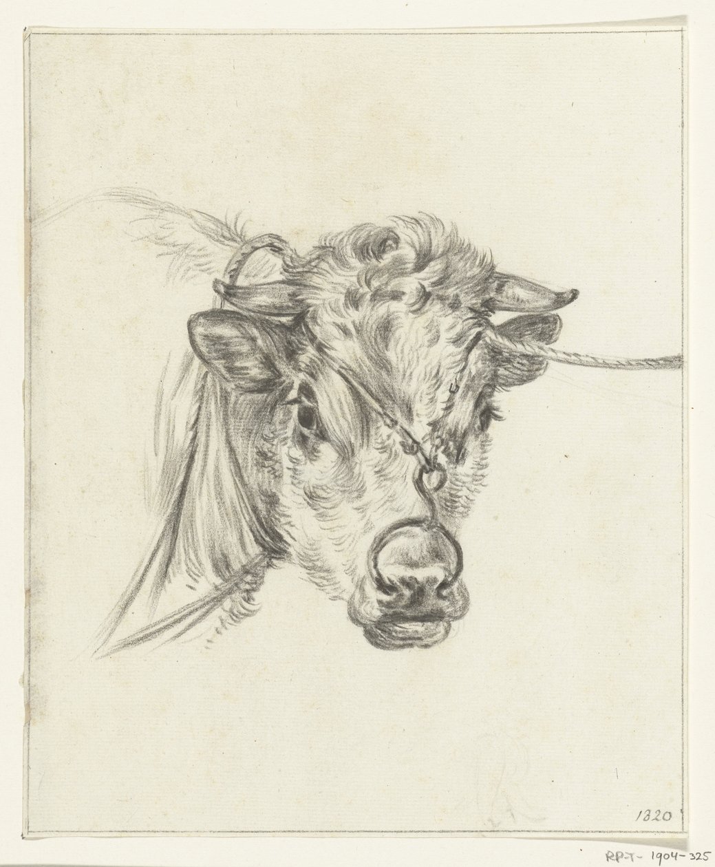 Cabeza de vaca, con un anillo en la nariz de Jean Bernard