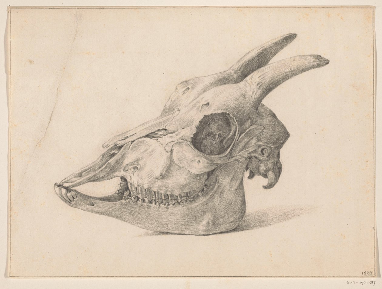 Calavera de cabra de Jean Bernard