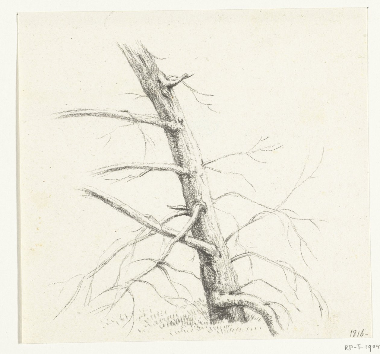 estudio de un arbol de Jean Bernard
