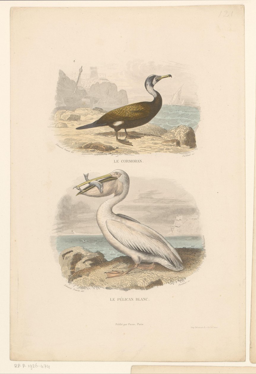 Aalscholver en witte pelikaan
Le cormoran (título en el objeto)
Le pélican blanc (título en el objeto) de Jean Charles Pardinel