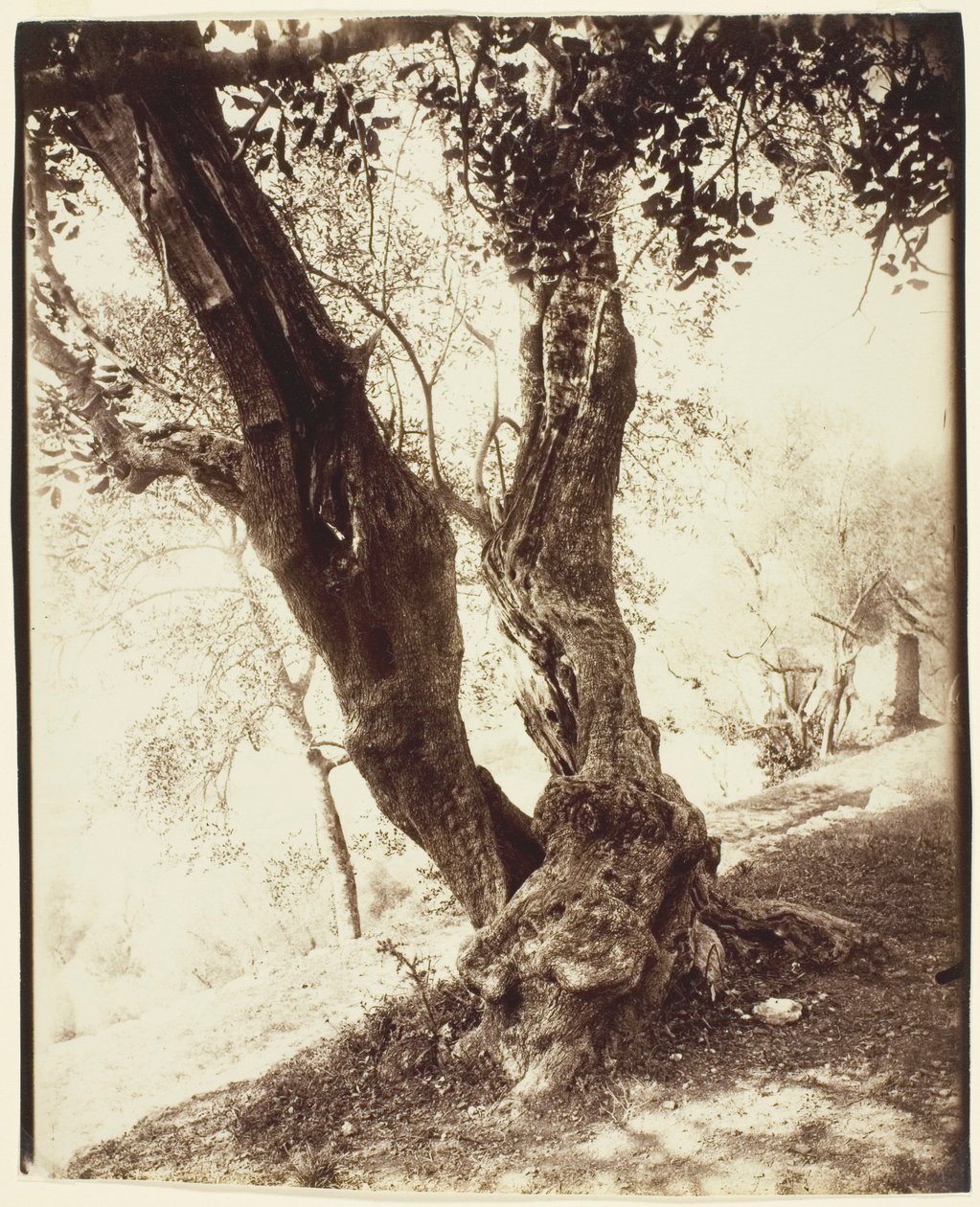 Olivier, Niza (Olivo, Niza) de Jean Eugène Auguste Atget