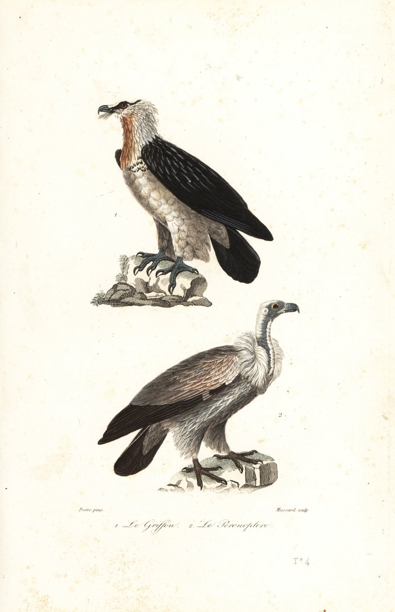 Águila barbuda y grifo de Eurasia. de Jean Gabriel (after) Pretre