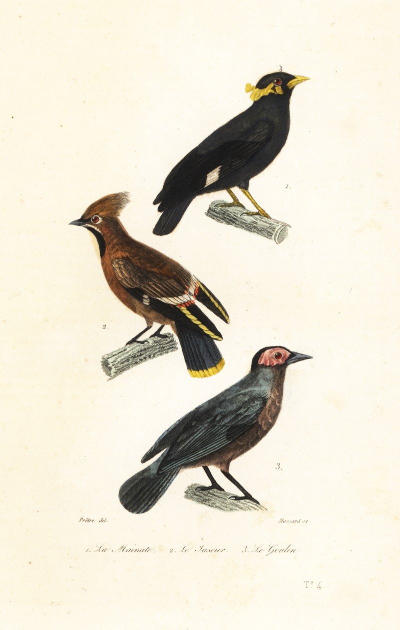 El myna de la colina, el waxwing de Bohemia y el coleto. de Jean Gabriel (after) Pretre